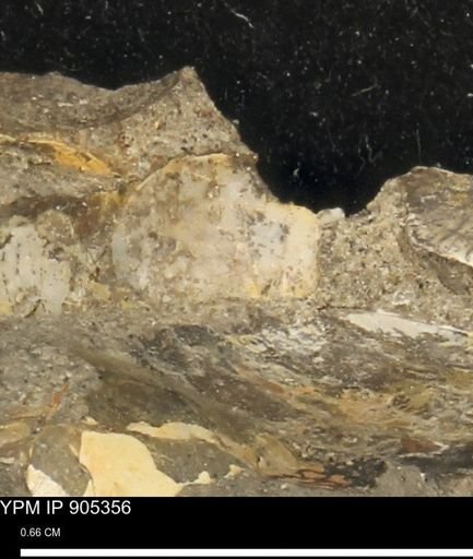 undet. Mollusca