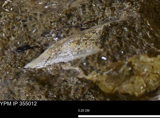 Mollusca