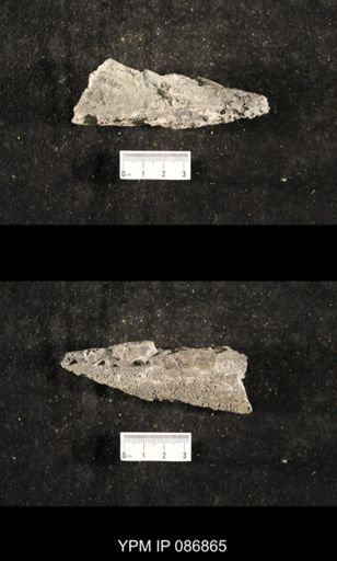 undet. Nautiloidea