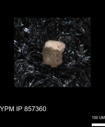 undet. Foraminiferida
