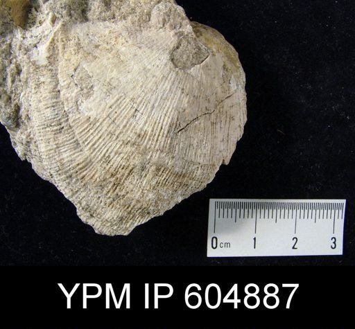 Derbyia sp.
