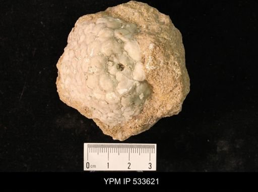 Megistocrinus evansii?