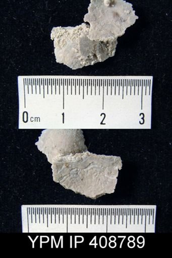 undet. Strophomenida