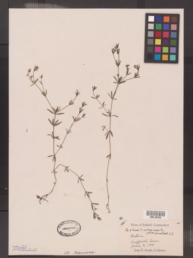 Galium tinctorium