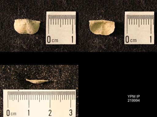 Chonetes sp.