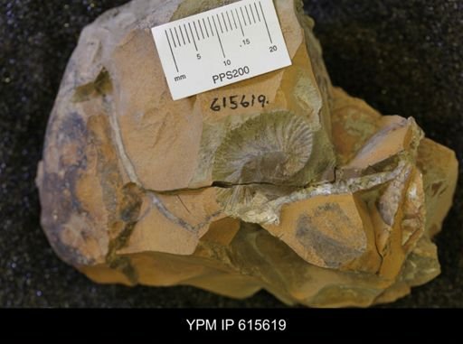 undet. Scaphitidae