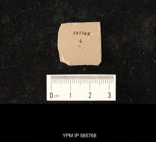 undet. Hexapoda
