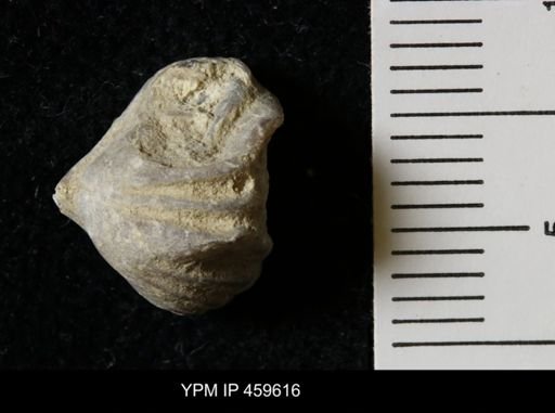 Wellerella osagensis