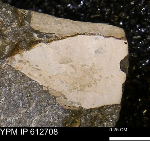 undet. Mollusca