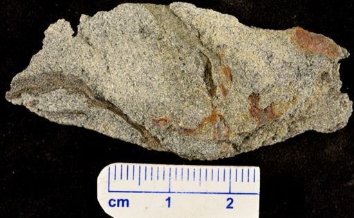 Archaeosigillaria sp.
