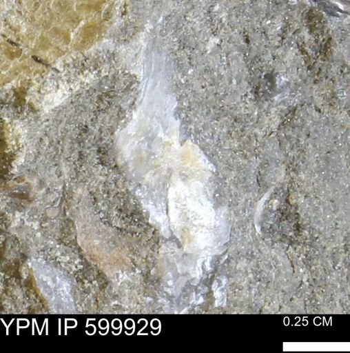 undet. Ostreidae