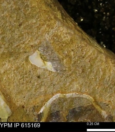 undet. Mollusca