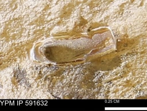 Serpulidae