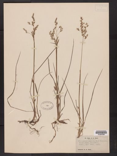 Anthoxanthum hirtum