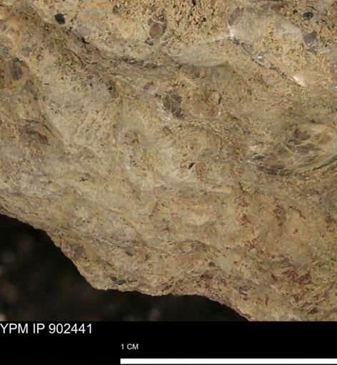 undet. Mollusca