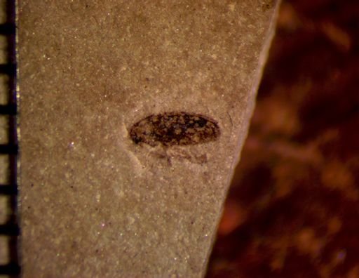 Coleoptera