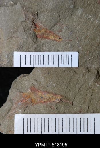 Echinodermata?