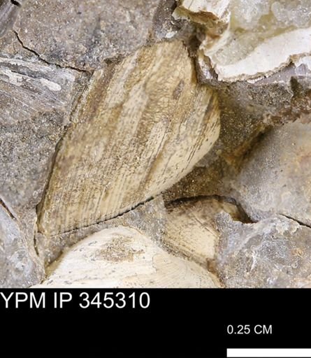 Limopsis striatopunctatus