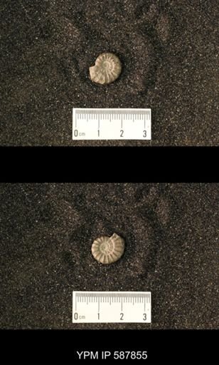 Goniatitina