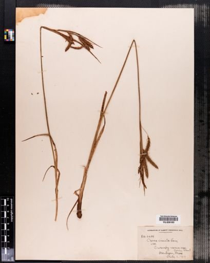 Carex crinita