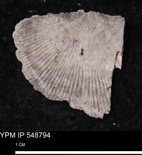 Stropheodonta perplana
