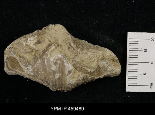 Neospirifer kansasensis
