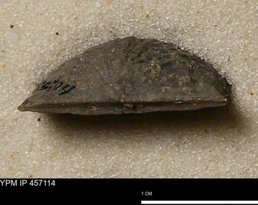 Stropheodonta sp.
