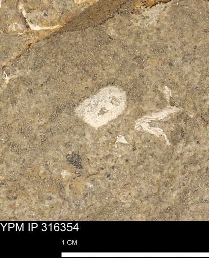 undet. Mollusca