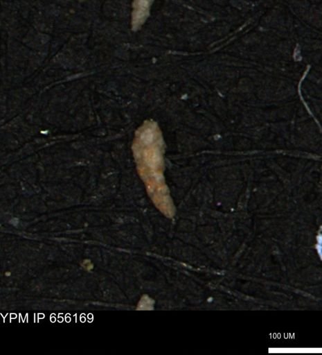 Verneuilina canadensis