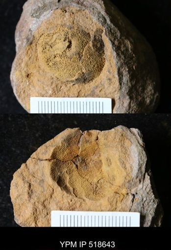 undet. Echinodermata