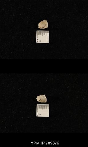 undet. Brachiopoda