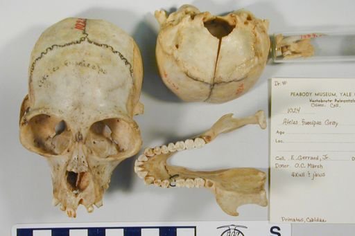 Ateles fusciceps