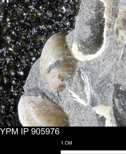 Limopsis striatopunctatus
