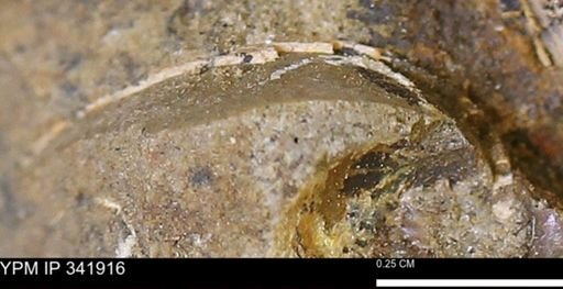 undet. Bivalvia