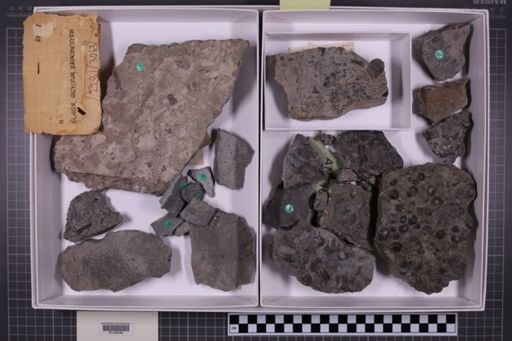 mixed taxa, stratigraphic collection