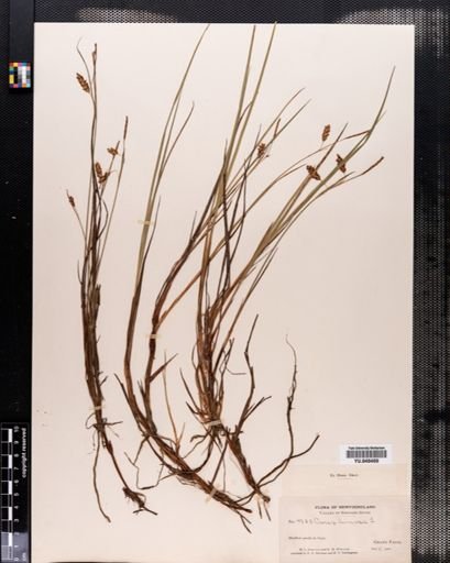 Carex limosa