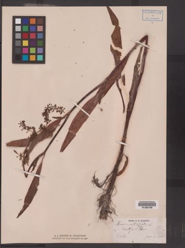 Rumex verticillatus