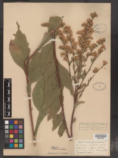 Solidago patula