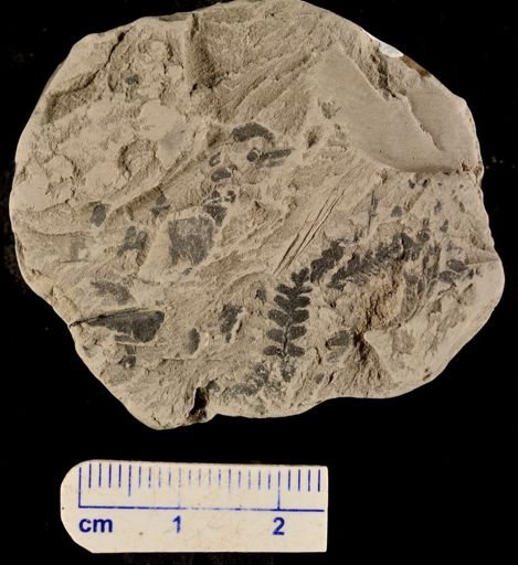Gleichenia micromera