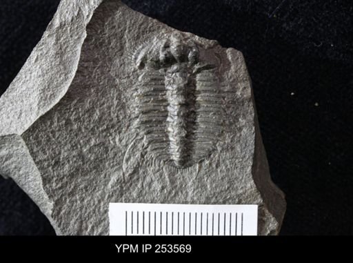 Acidaspis roemeri