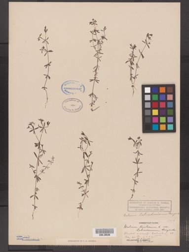 Galium labradoricum