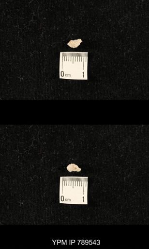 undet. Bryozoa