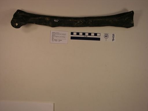 Coelosaurus antiquus
