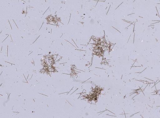 Myxilla incrustans
