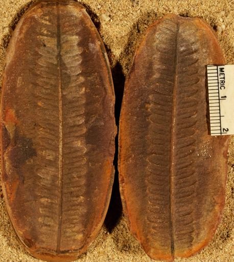 Pecopteris