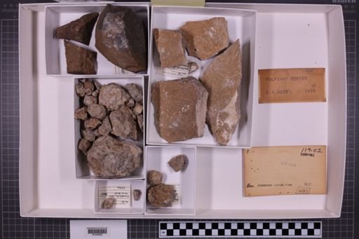mixed taxa, stratigraphic collection