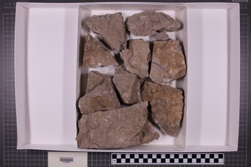 mixed taxa, stratigraphic collection