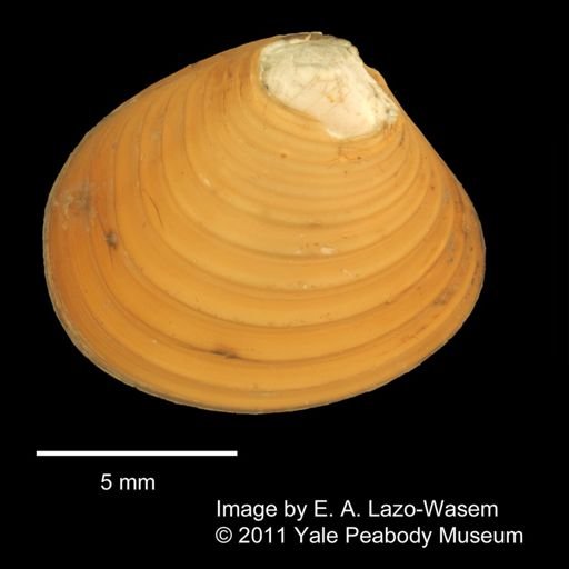 Astarte lens
