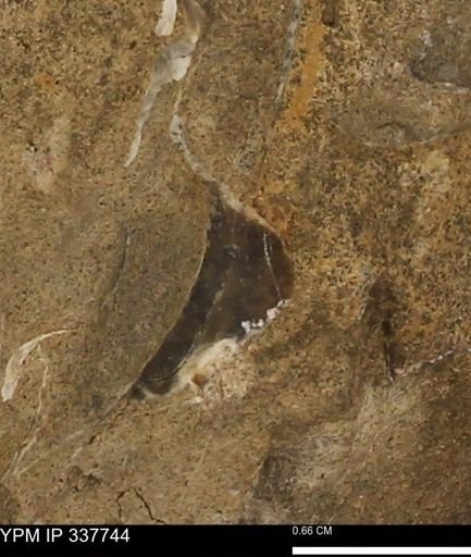 undet. Bivalvia