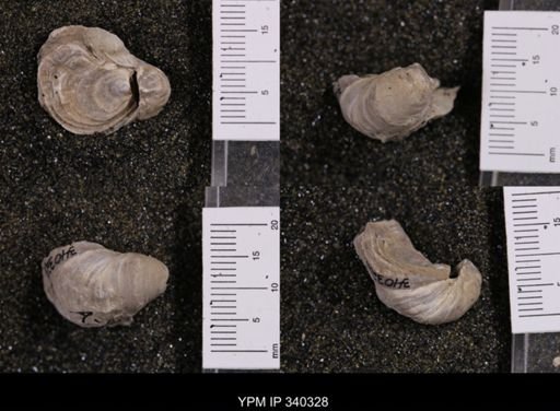 Gryphaea marcoui